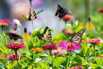 Dubai Butterfly Garden Tickets