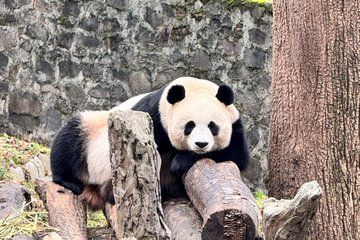 Dujiangyan Pandas and UNESCO Irrigation System Private Experience