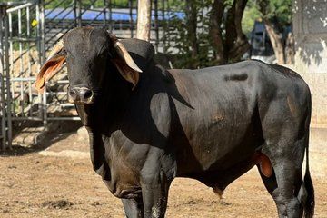 Rodeo Day in San Juan del Sur with Lunch & Dinner