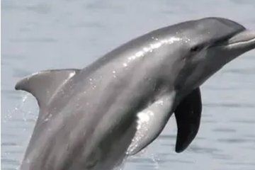 Private Dolphin Eco Tour