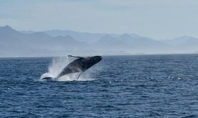 Whale Watching in Morro Bay Humpback and Gray with Sub Sea Tours