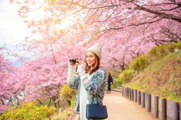 Seoul Cherry Blossom and Pokpo Waterfall Cafe One Day Tour