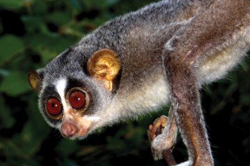 Minneriya Night Safari with BBQ Dinner and Cocktail