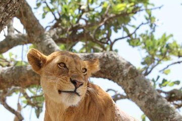 2 Day Tanzania Safari Adventure