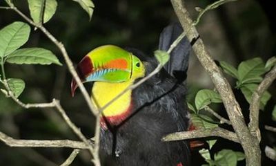 Amazing Nigth Tour at Monteverde Refuge