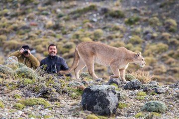Puerto Natales Puma Tracking Safari in Torres del Paine N P