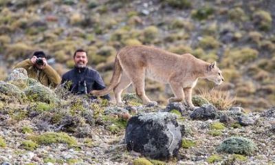 Puerto Natales: Puma Tracking Safari in Torres del Paine