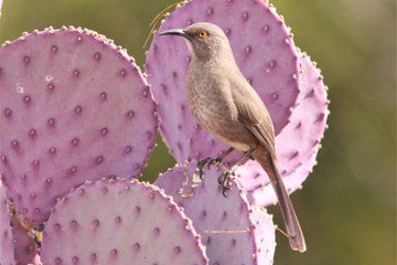 Northern Arizona Birdwatching Adventure