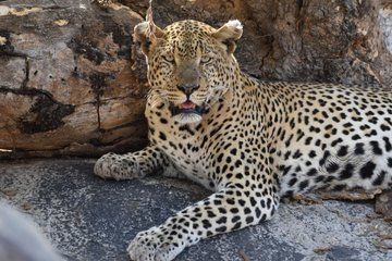 7 Day Zanzibar Safari and Wildlife Tour Saadani Mikumi Dar