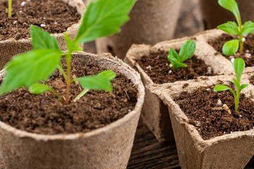 Beginner Gardening Club in Ballynahinch