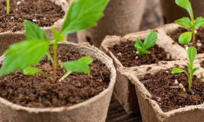 Beginner Gardening Club in Ballynahinch