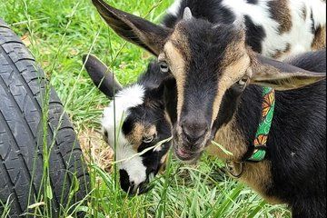 Interactive Goat Tour