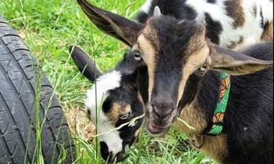 Interactive Goat Tour