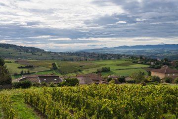 From Lyon: Beaujolais “Golden Stones” Wine Tasting Private Tour