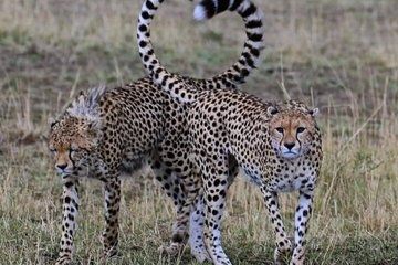 Masai Mara Wild Best Migration Safaris Tour Adventure