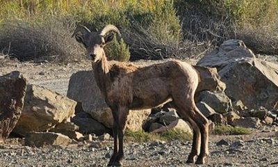 Yuma AZ Half Day Narrated Historic Sightseeing Tour