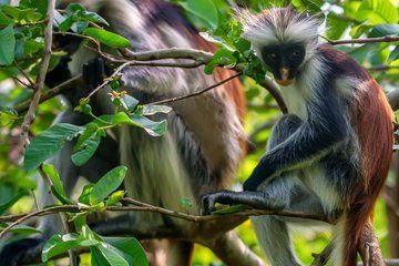 Zanzibar Adventure Jozani Forest Turtle Caves and Mtennde Beach