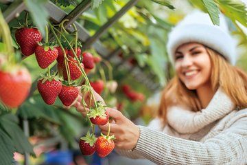 Nonsan Strawberry Picking with Cherry Blossom and Sunshine Land