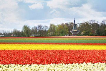 Dutch Flower Empire Private Tulip Fields Car Tour