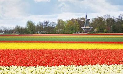 Dutch Flower Empire Private Tulip Fields Car Tour