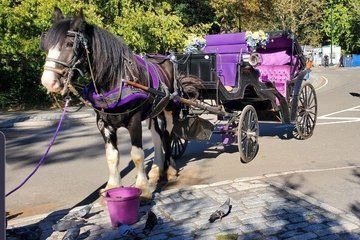 Private Guided Horse Drawn Carriage Rides Through Central Park