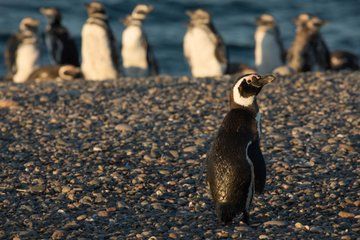Puerto Madryn Full Day Excursion to Punta Tombo