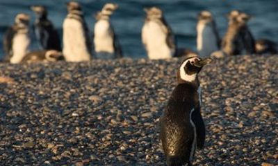 Puerto Madryn Full Day Excursion to Punta Tombo