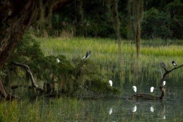 Hilton Head Photo Expeditions by CoastalVistas