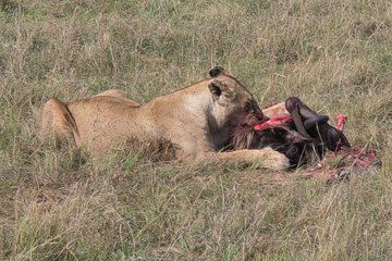 3 Days 2 Nights Maasai Mara Group Joining Safari