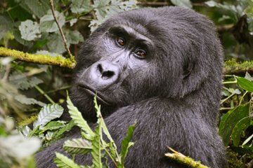 2 Days Gorilla Trekking Uganda from Kigali