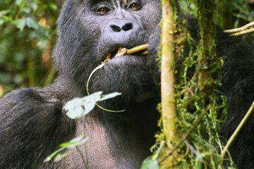 4 Days Gorilla Trekking in Uganda from Rwanda