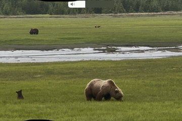 Bears and Halibut Tour from Homer Alaska