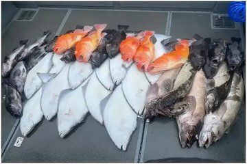 Halibut/Rockfish Combo Fishing Trip