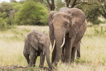 Tarangire National Park Day Trip