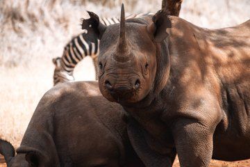 5 Day Mkomazi Rhino Safari