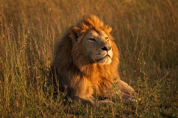 Serengeti Mara River Crossing Ngorongoro and Tarangire Safari