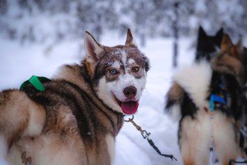 Rovaniemi Husky Adventure 2 or 5 km Ride with Transfers