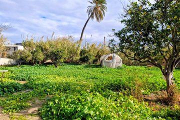 Sunset Herbal Experience with Planting and Sensory Walk