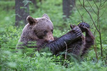 Wildlife watching tours