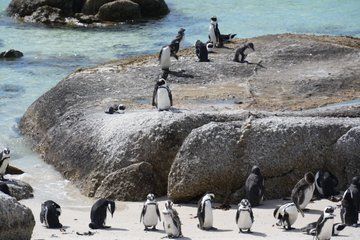 Table Mountain Penguins and Cape Point a Private Big 3 Elite Day