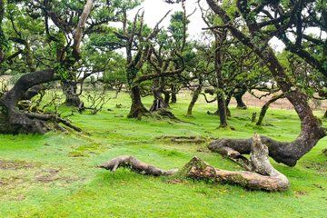 Exploring Madeira Gems from North to South