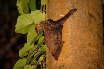 Sandakan: 4D3N Imbak Canyon Tour Wild Expeditions