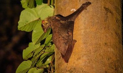 Sandakan: 4D3N Imbak Canyon Tour Wild Expeditions