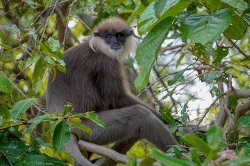 Minneriya National Park Private Jeep Safari with Elephant Viewing