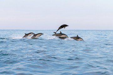 Dolphin Watching Tour in Puerto Escondido