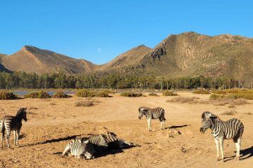 Aquila Game Reserve and Wine Tasting Private Full Day