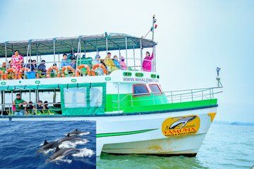 From Galle/Unawatua: All-Inclusive Whales & Dolphin Watching Tour