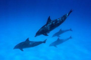 Hurghada - VIP Dolphin House Sea Trip, Snorkeling & Water Sports