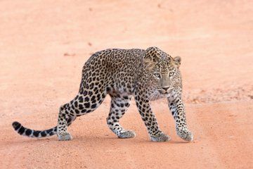 Private Yala National Park jeep Safari from Galle