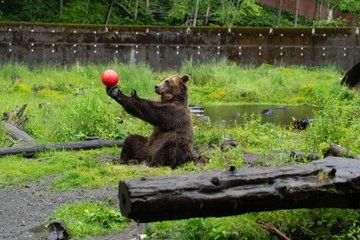 Sitka Historical Highlight Tour